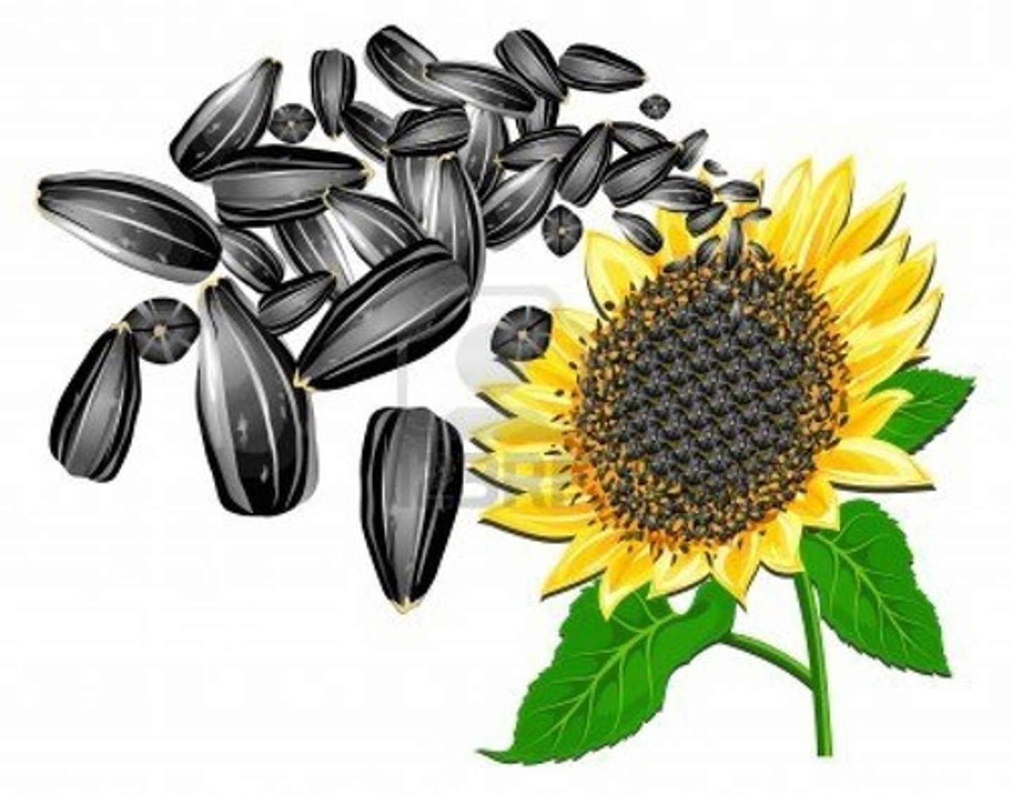 <p>structures that contain a young plant inside a protective covering</p>