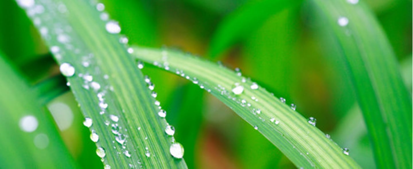 <p>Monocot or dicot?</p>