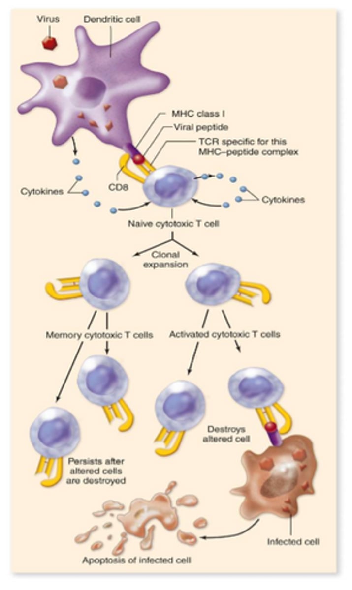 <p>-Cytotoxic T cells (directly interact + destroy cells); destroy our own cells that have been infected</p><p>Virus → dendritic cell → present antigen (peptide) of virus → naïve Tc cell with TCR receptor → MHC class I and CD8 → cytokines released by dendritic cell → clonal expansion → memory Tc cells stay around, active Tc cells go off and destroy</p>