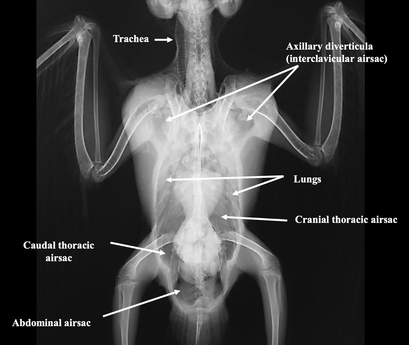 <p>Interclavicular, cranial thoracic, caudal thoracic, and abdominal airsacs.</p>