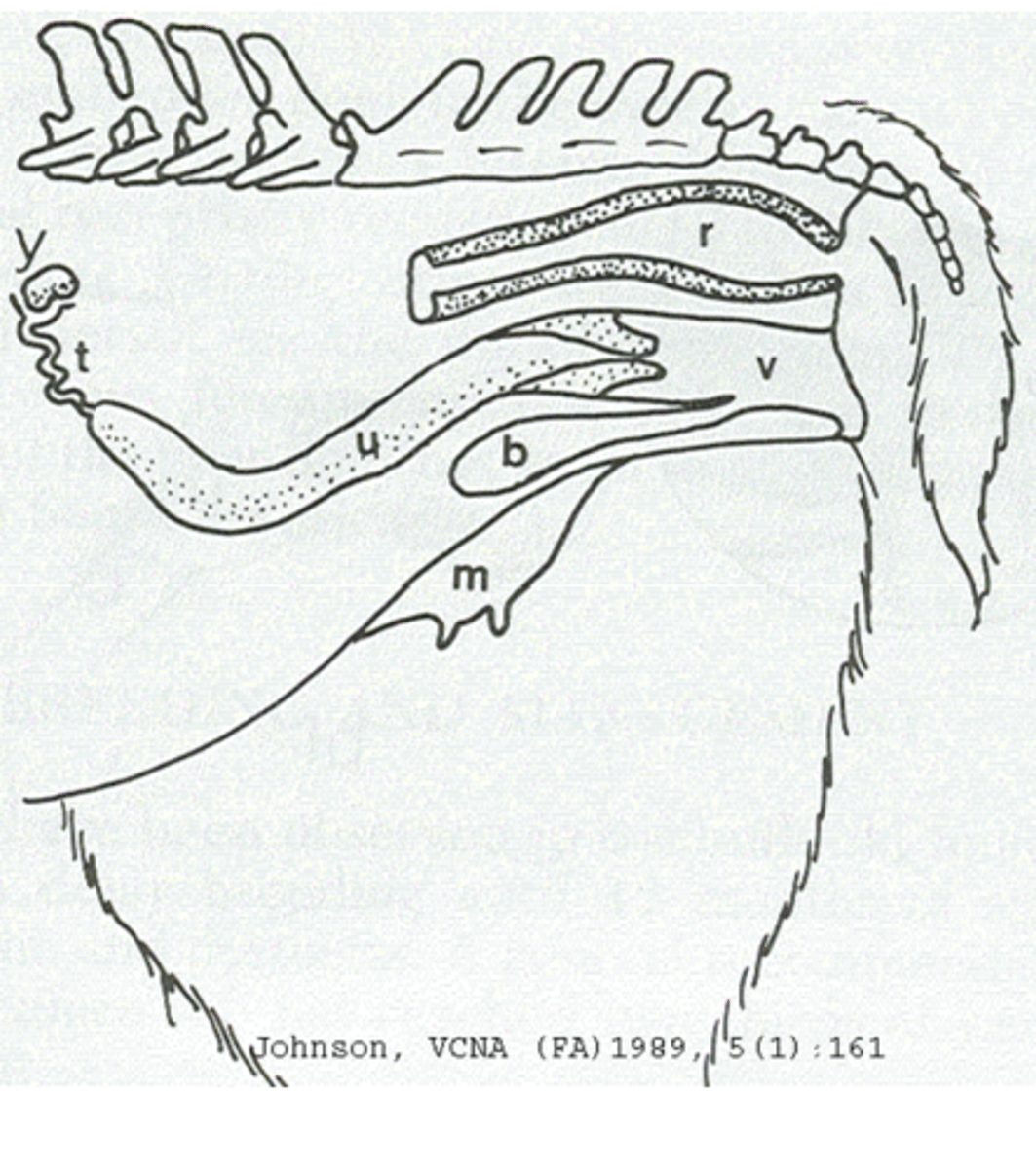 <p>Anatomy of female alpaca repro tract</p>