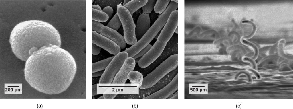 <ol><li><p><strong>Coccus - sphere</strong></p></li><li><p><strong>Bacillus - rod</strong></p></li><li><p><strong>Spirillum - spiral</strong></p></li></ol><p>Pleomorphic - <span style="font-family: UICTFontTextStyleBody">tend to change shape as they grow/combination of multiple shapes</span></p>