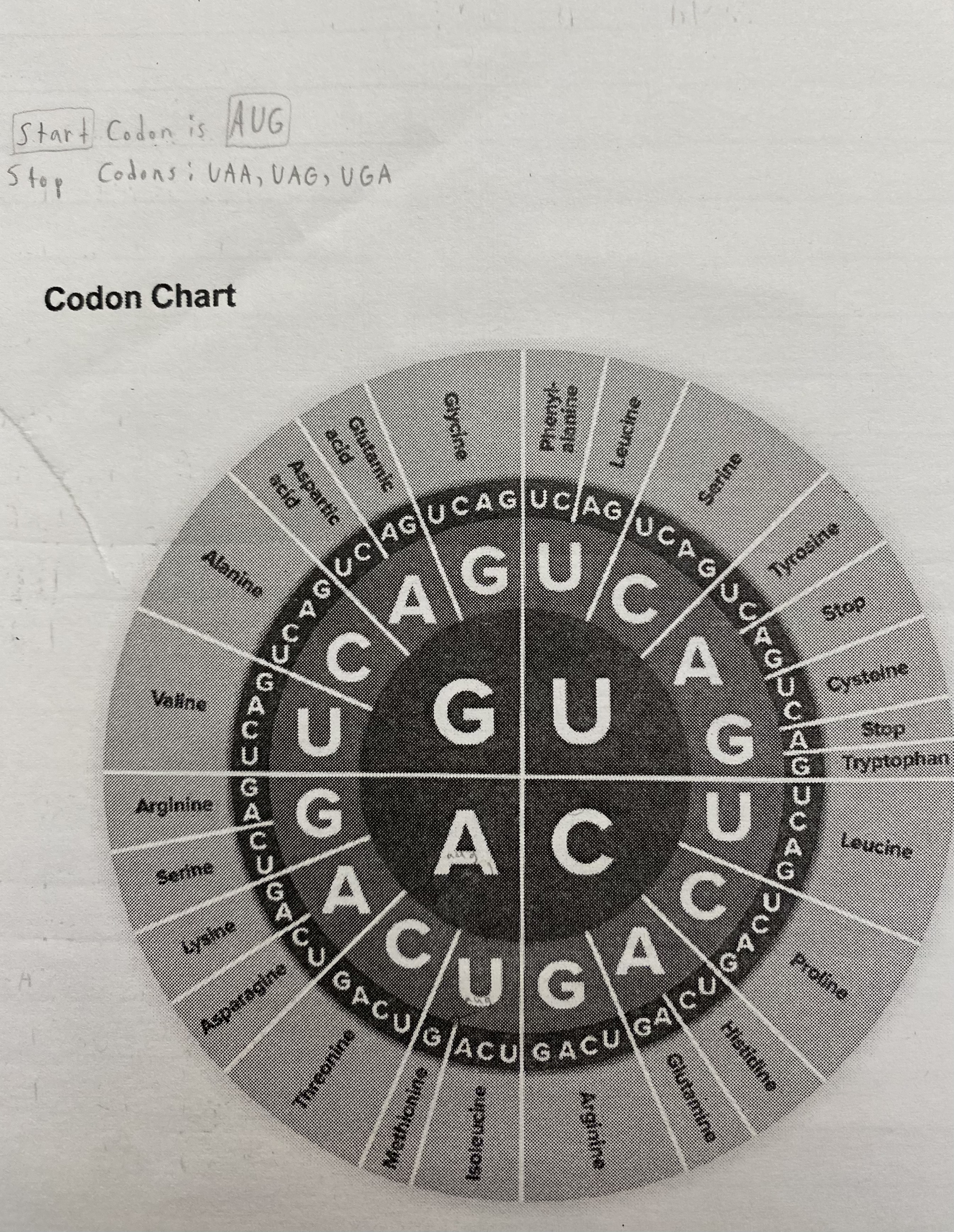 <p>Translate the RNA sequences:</p><p></p><p>a. RNA: AUG AUA CGG AAU</p><p>b. RNA: AUG AAG UUU UAG</p>