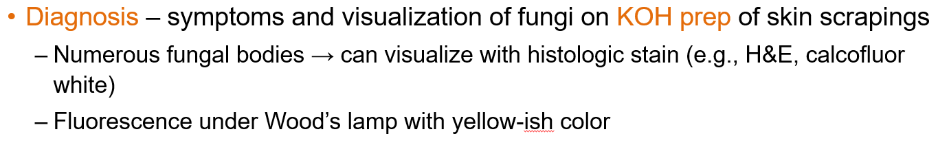 <p>Diagnosis is based on <strong>clinical symptoms</strong> and <strong>visualization of fungi on<u> KOH prep</u></strong><u> </u>of skin scrapings.</p><p> Fungal elements can also be seen using <strong>histologic stains</strong> (e.g., H&amp;E, calcofluor white) and show <strong>yellow-ish fluorescence under Wood’s lamp</strong>.</p>