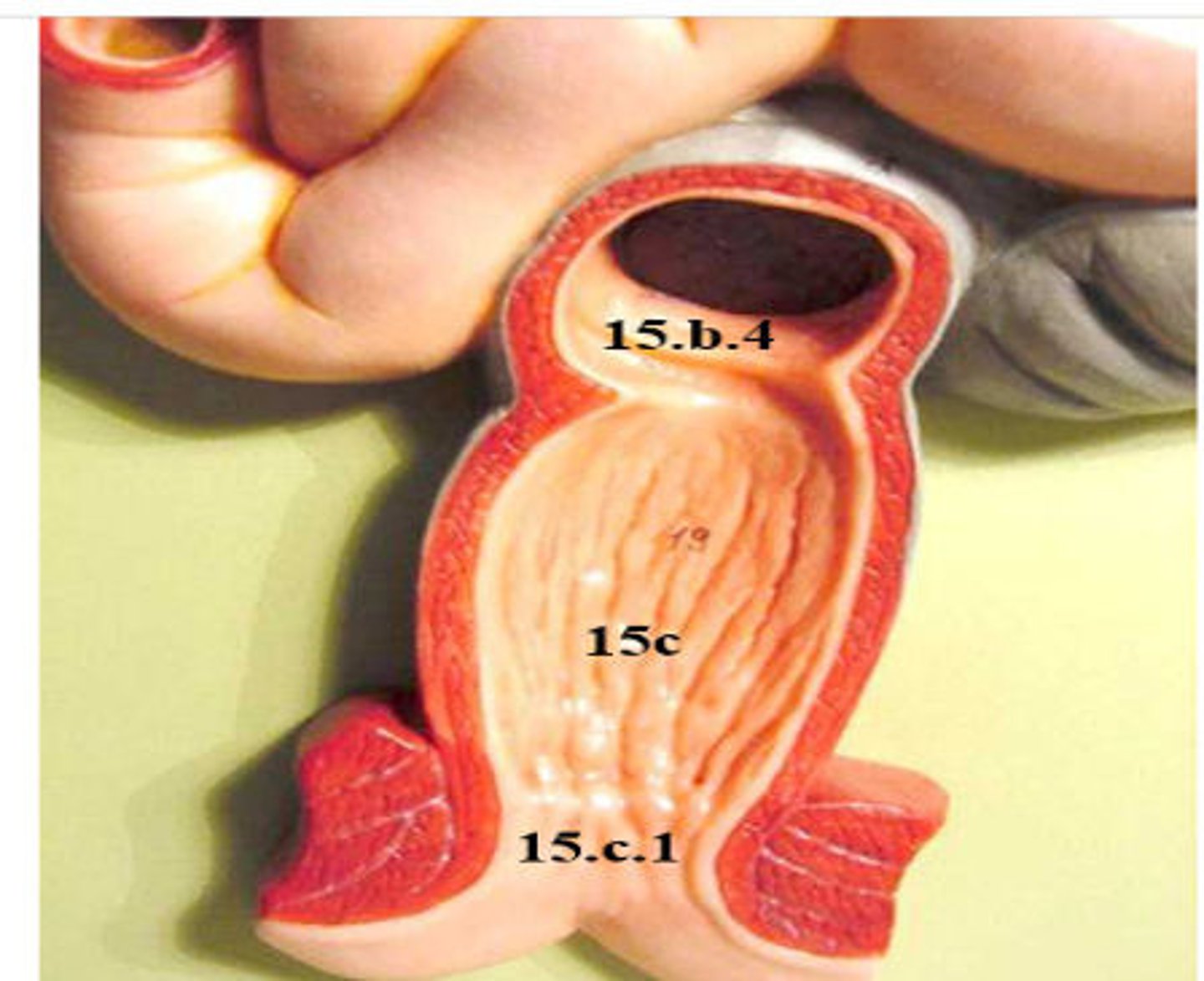 <p>What is 15c1?</p>