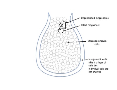 <p>Rank stages of gymnosperm seed development</p>