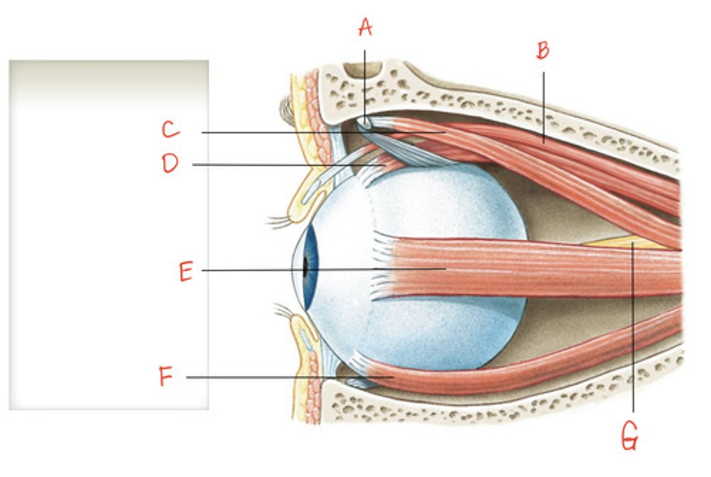 <p>What is the structure indicated by A?</p>