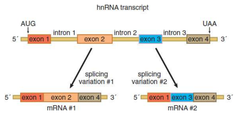 <p>the primary transcript of hnRNA may be spliced together in different ways to produce multiple variants of proteins encoded by the same original gene</p>