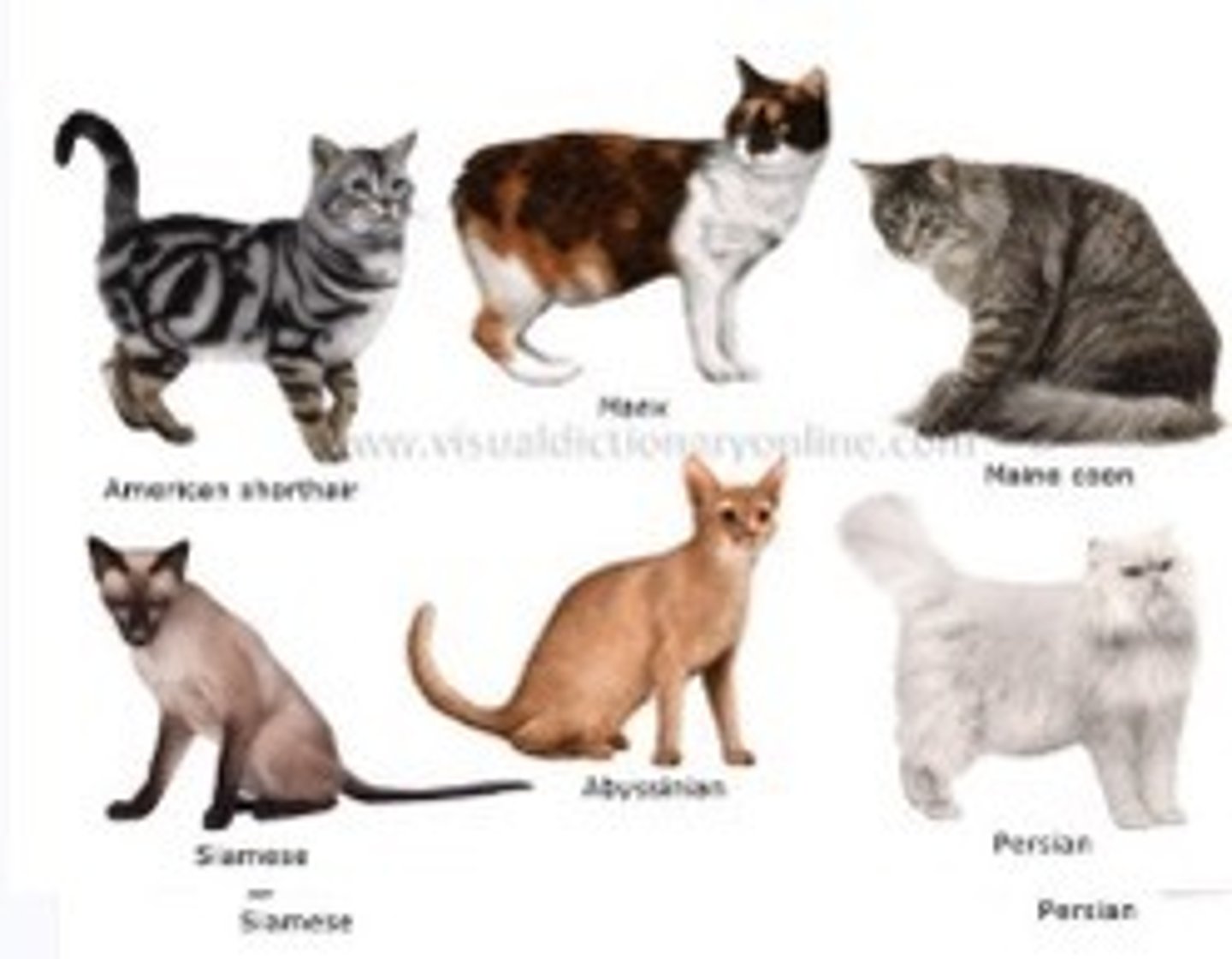 <p><strong>differences</strong> between individuals of the <strong>same species</strong>.</p>