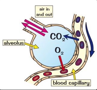 <p>They have been around the body + contain a lot of carbon dioxide but not enough oxygen</p>