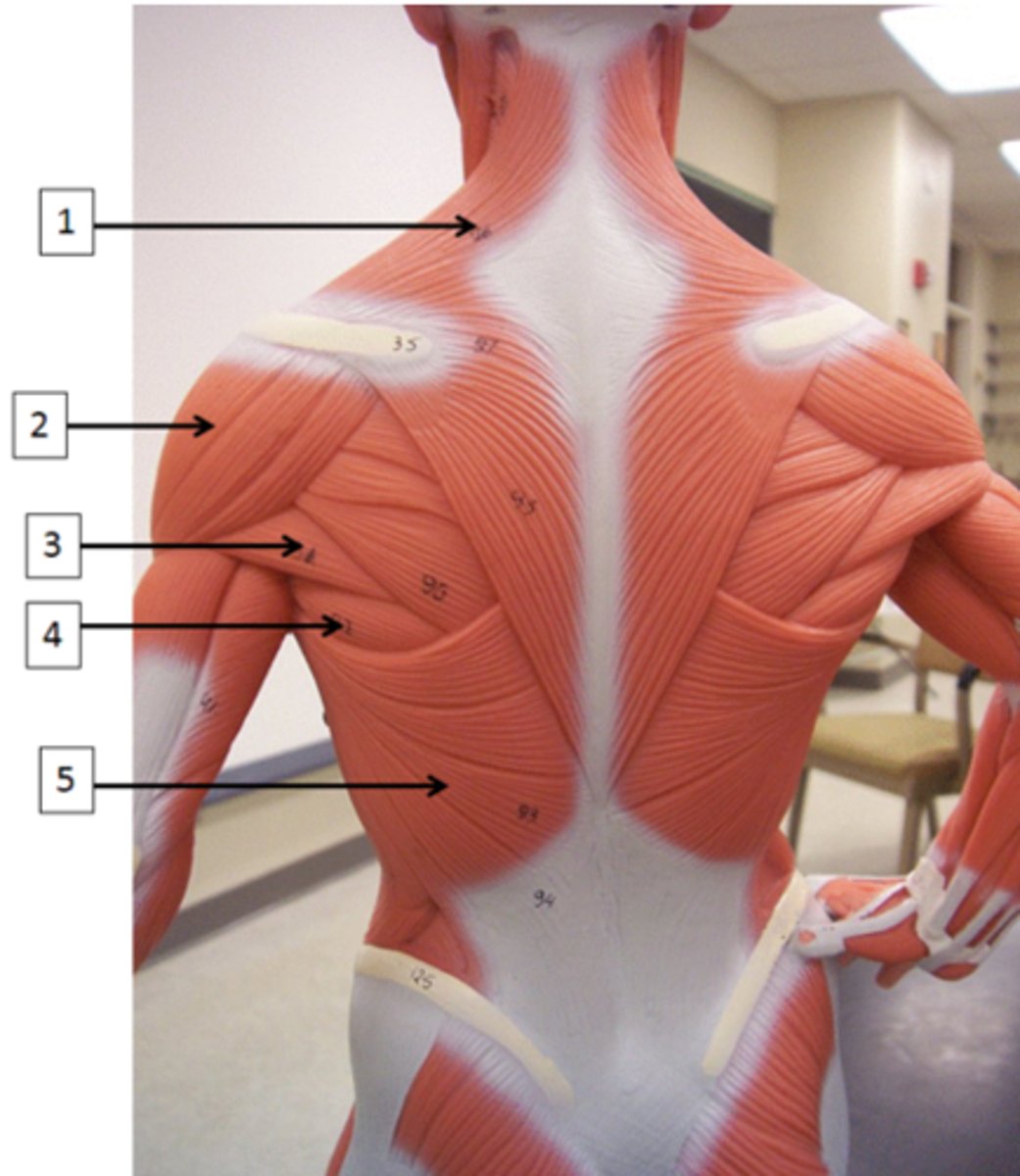 <p>Identify the muscle labeled 4.</p>