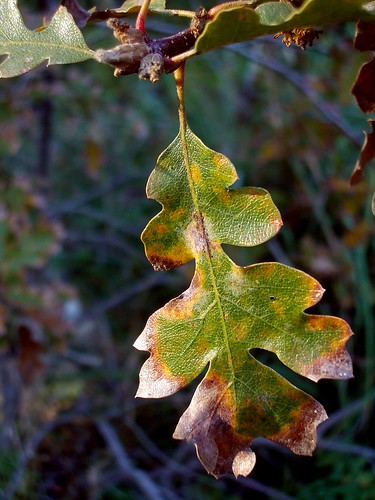 <p>(Quercus garryana)</p>