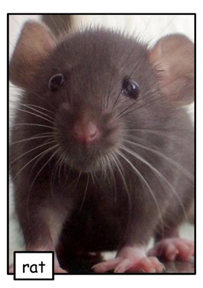 <p>an animal that looks like a large mouse and has a long tail</p>