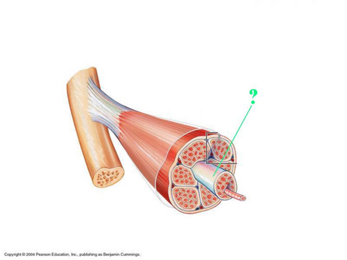 <p>Identify the indicated layer of connective tissue</p>