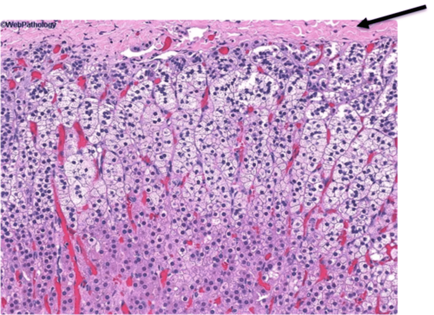<p>connective tissue and the most superficial layer (not a glandular tissue) (generalized term used for a dense fibrous layer surrounding something)</p>