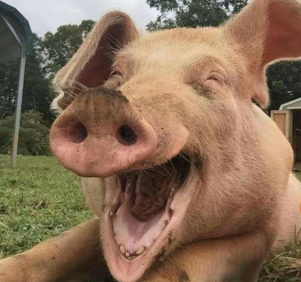 <p>Swine</p>