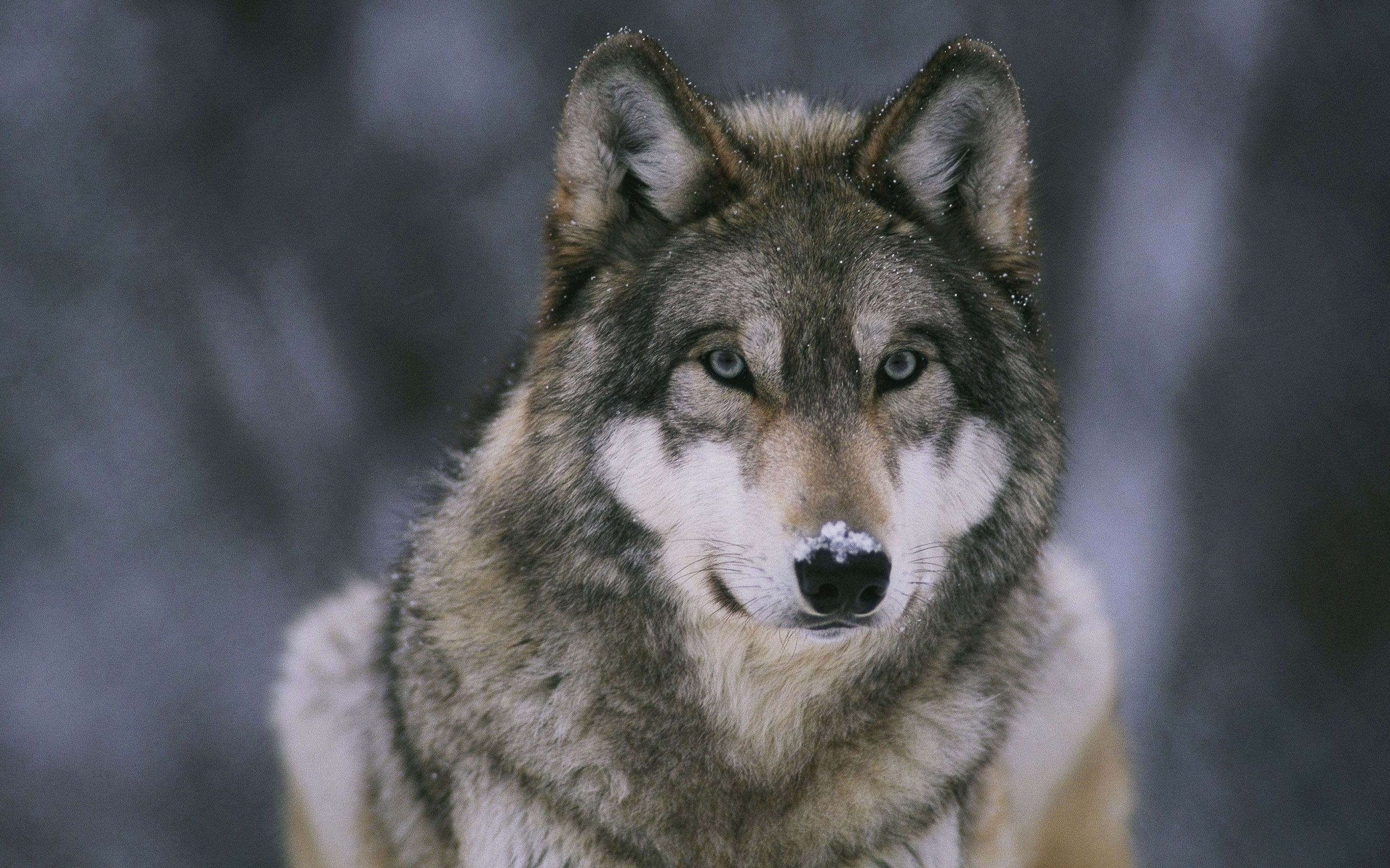 <p>der Wolf, ö-e</p>