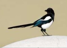 <p>magpie</p>