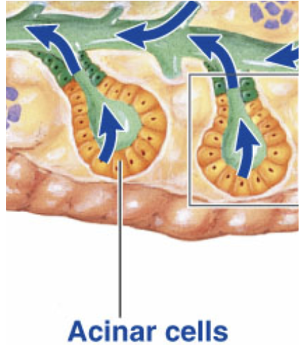 <p><span><span>release digestive enzymes into duodenum and work better at a neutral or alkaline pH</span></span></p><ul><li><p>pancreatic amylase → carbohydrate digestion</p></li><li><p>pancreatic lipase → only enzyme secreted throughout human digestive system that can significantly digest fat</p></li><li><p>proteolytic enzymes</p></li></ul><p></p>