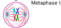 <ul><li><p>homologous pairs line up at the metaphase plate</p></li><li><p>tetrads have two chromosomes (one from each parent) and four chromatids; microtubules are attached to the kinetochores of the chromosomes</p></li></ul><p></p>