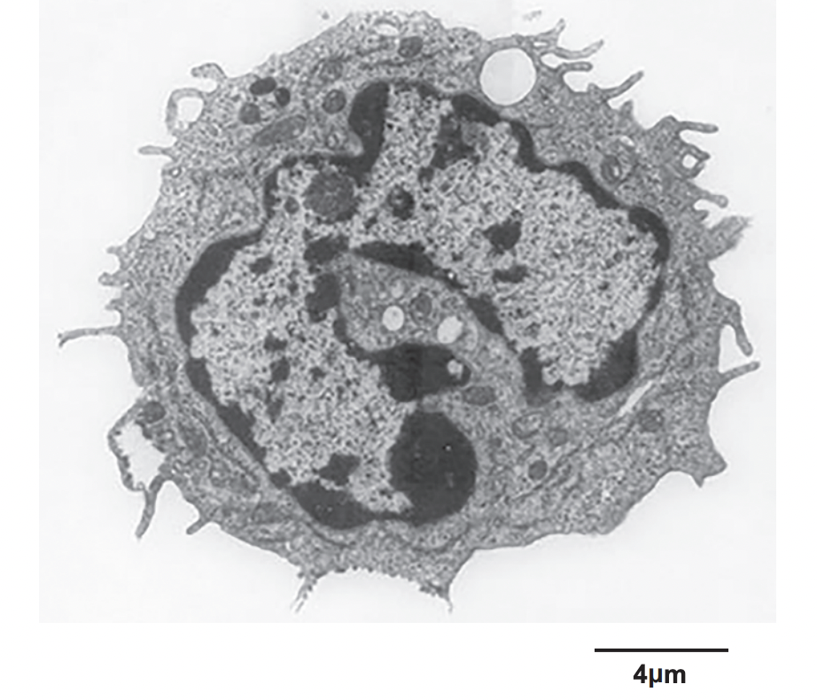 what type of microscope has been used to obtain this image