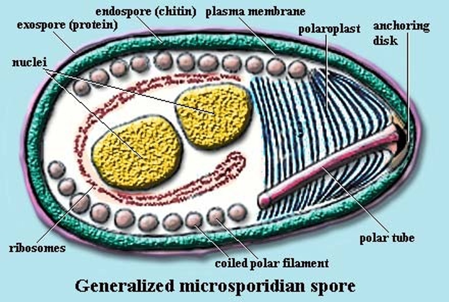 <p>all parasites (obligate intracellular)</p><p>spore (dormant)</p><p>Imports ATP</p><p>anaerobes</p><p>smallest nuclear genome</p><p>closely related to fungi (eukaryote)</p><p>anchoring disk</p><p>polar tube</p><p>two nucleus</p><p>dipplokaryon</p><p>posterior vacuole</p>