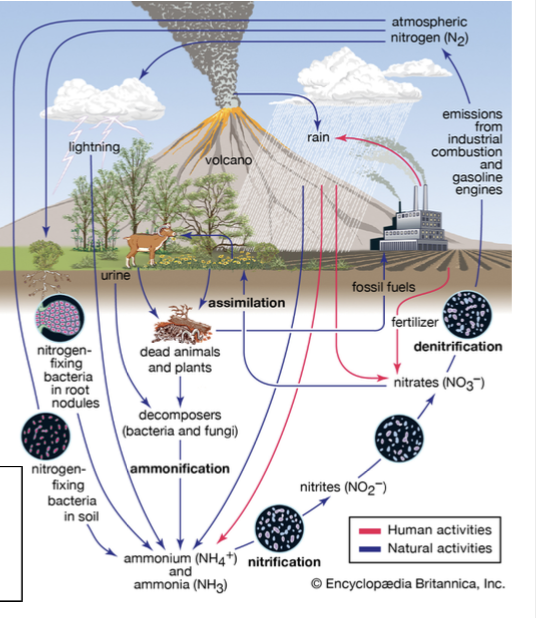 <p>Nitrogen cycle</p>