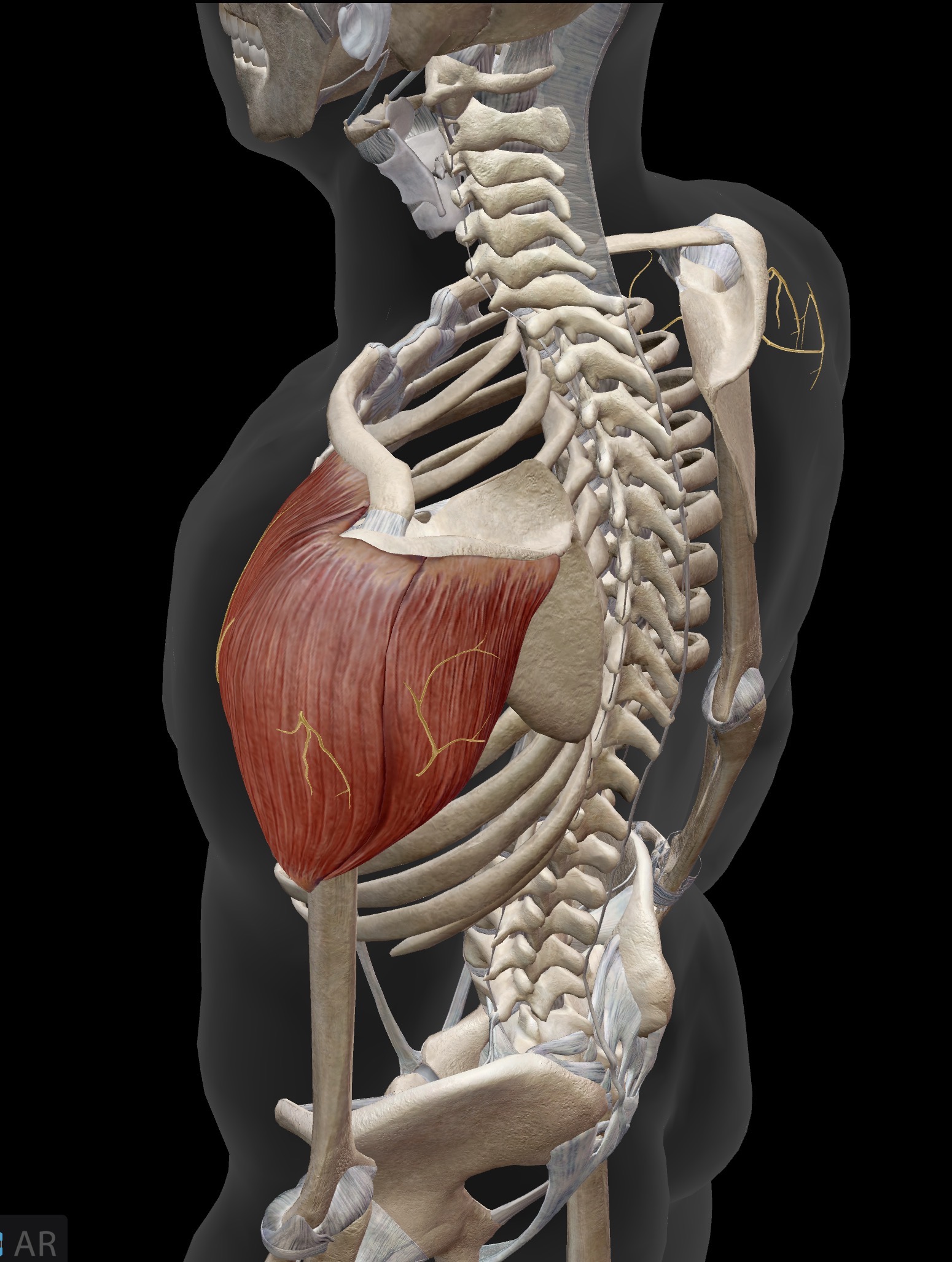 <p>Deltoid</p><p>O: U-shaped origin along spine scapula, acromion and lateral portion of clavicle</p><p>I: Deltoid tuberosity of humerus (lateral humerus)</p><p>A: All heads (but primarily middle head): Abduction of the humerus. Prime mover of abduction</p><p>Anterior head: Along with abduction, assists with flexion and internal rotation of humerus.</p><p>Posterior head: Along with abduction, assists with extension and external rotation of the humerus</p><p>IN: Axillary nerve (C5, C6)</p>