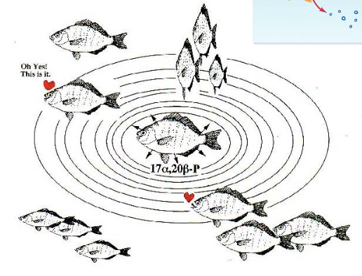 <ul><li><p>Some fish use a hormone that is excreted through pee and goes into the ocean for circulation</p></li><li><p>Very dilute concentration and acts on the nasoreceptors of male fish to let them know females are ovulating</p></li></ul><p></p>
