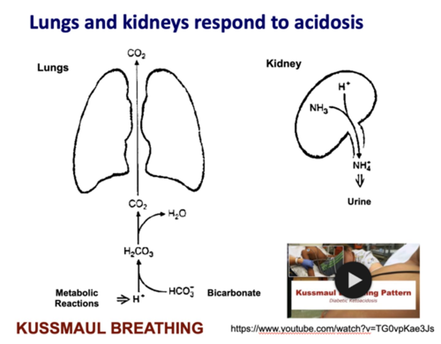 <p>kussmaul breathing</p>