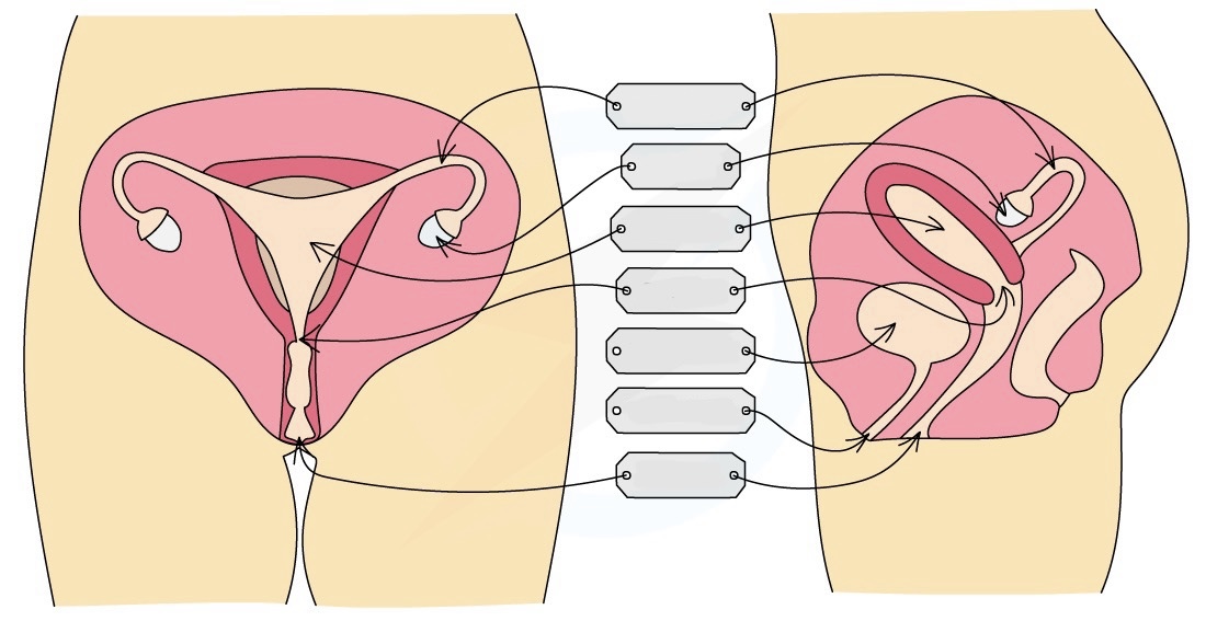 <p>What are the parts of the female reproductive organ?</p>