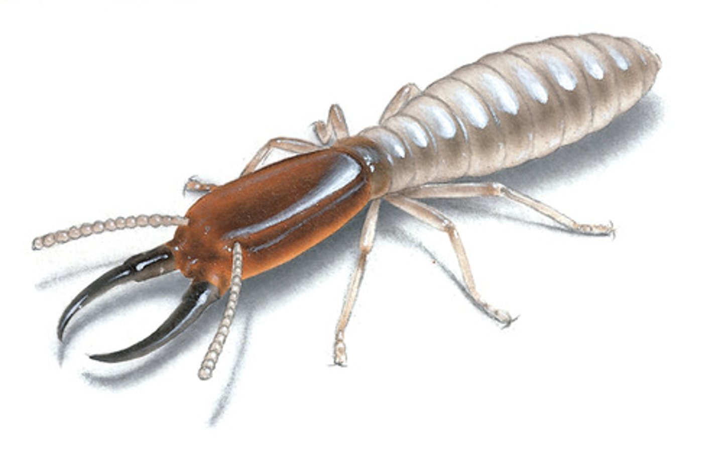 <p>Roach Family</p>