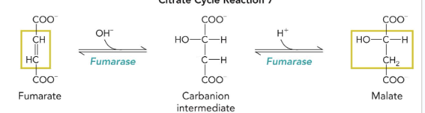 <p>fumarate → carbanion intermediate → malate</p><p>cofactors: OH<sup>-</sup> →&nbsp;; H<sup>+</sup> →</p><p>enzyme: fumarase&nbsp;</p>