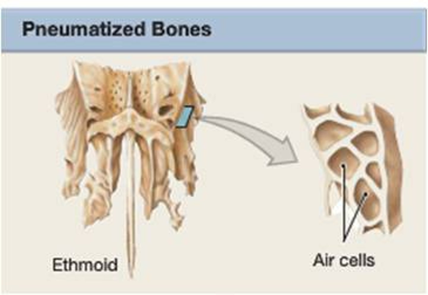 <p>these are hollow bones which are connected to the bird's respiratory system and are important for birds to be able to breath. Examples of pneumatic bones are the skull, humerus, clavicle, keel (sternum), pelvic girdle, and the lumbar and sacral vertebrae.</p>