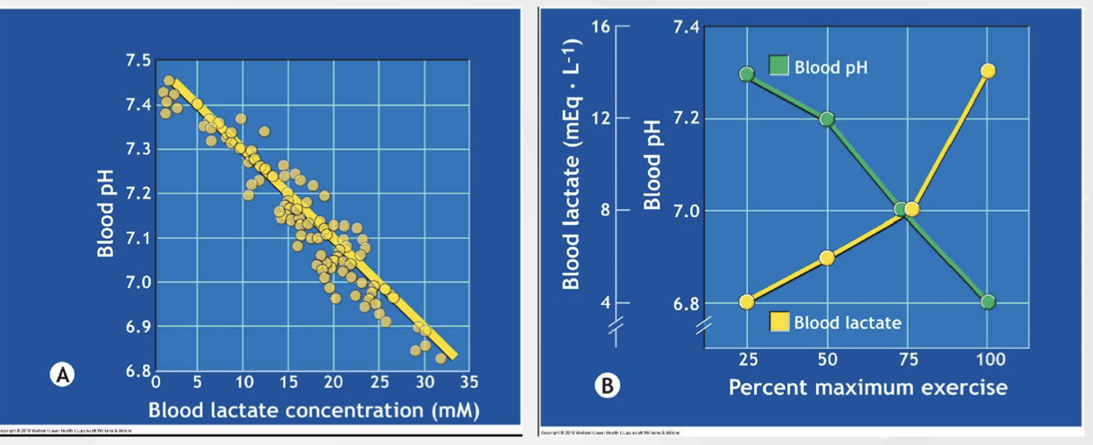 <p><span>During intense exercise, H+ ions are produced alongside lactate, which lowers blood pH. As lactate is metabolised during recovery, H+ ions are used up, helping blood pH return to normal</span></p>
