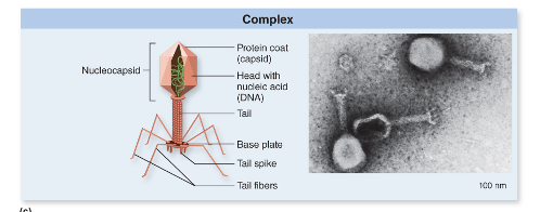 <p>looks kinda like a robot with spider legs</p>