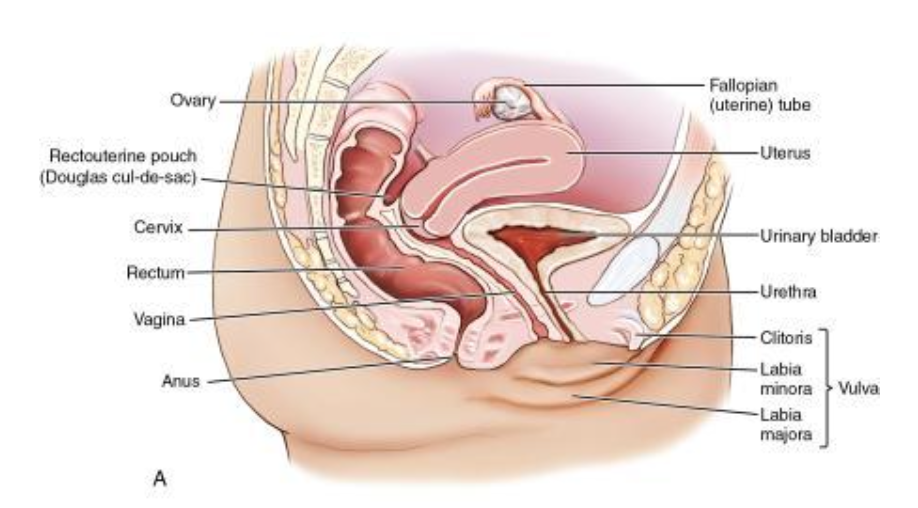 <p>pair of mucus-producing glands located on each side of the vagina, just above the vaginal opening</p><p>aka <strong>greater vestibular glands</strong></p>