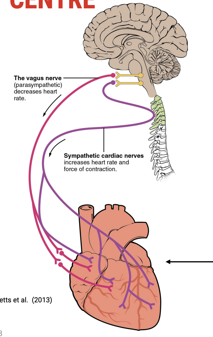 <p>Location: Brain Stem</p><p>Function:</p><ul><li><p>Regulates heart rate</p></li><li><p>Contractility of ventricles (how forcefully they contract)</p></li><li><p>Blood vessel diameter (vasoconstriction/vasodilation)</p></li></ul><p></p>