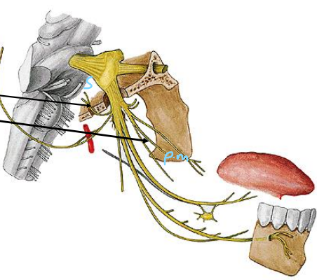 <p>n. spinosus’u (r.meningeus) ve</p><p> n. pterygoideus medialis </p>