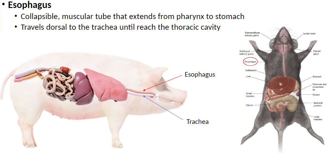 <p><strong>Esophagus</strong>: Collapsible muscular tube that extends from the pharynx (throat) to the stomach<br> Collapsible means the esophagus is normally closed and flattened when empty, but expands when food or liquid passes through<br> Travels dorsal (behind) to the trachea until it reaches the thoracic cavity<br> Transports food and liquids from the mouth to the stomach using coordinated muscular contractions called peristalsis</p>