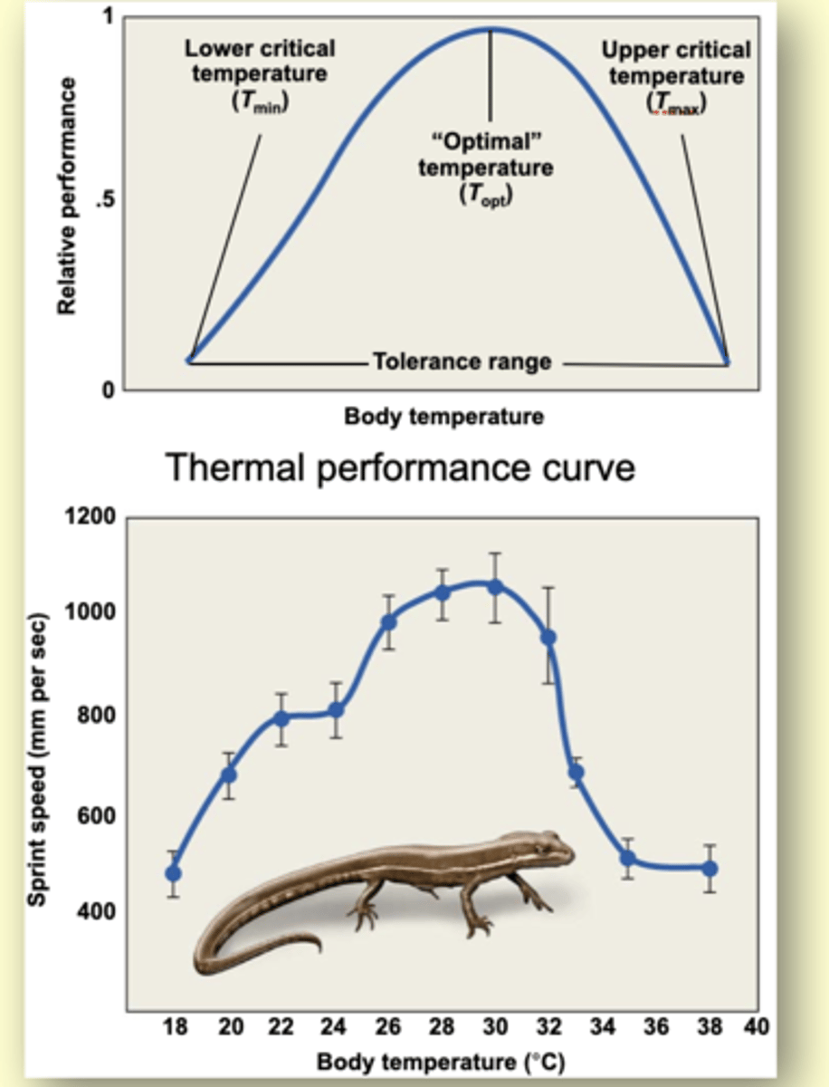 <p>locomotion</p><p>----</p><p>Thermal performance cure</p>