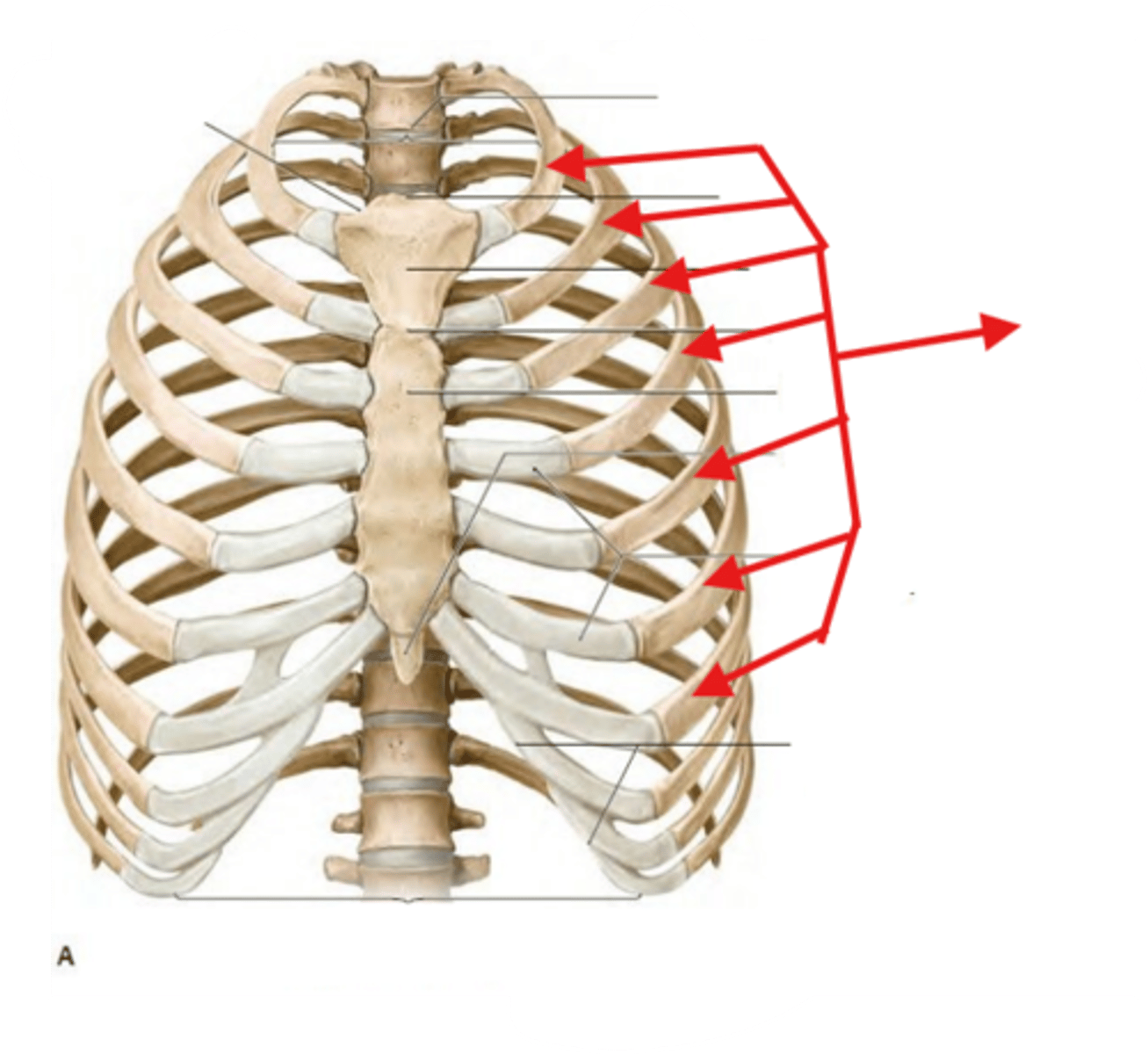 <p>Rib 1 to 7 are known as?</p>