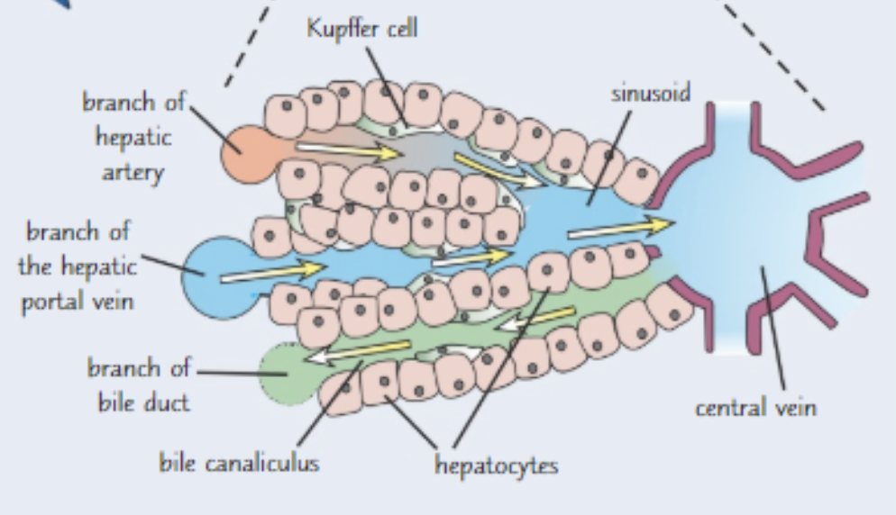 A sinusoid ; 

B (branch of) bile duct ; 

C (branch of) hepatic portal vein ;

D (branch of) hepatic artery / arteriole ; 

E (branch of) hepatic / central , vein ; 