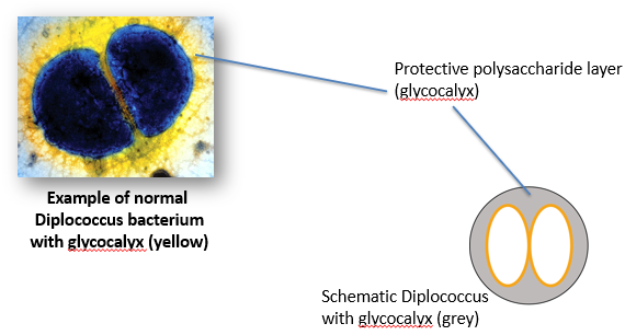 <ul><li><p>Studied <em>Streptococcus pneumonia</em>, which causes pneumonia in mice.</p></li><li><p>Forms a diplococcus, where a pair of cells remain attached due to incomplete cell division.</p></li><li><p>He cultured the infectious bacteria on plates and later saw a “rough-looking” strain.</p></li><li><p>Found that the new strain lacks the glycocalyx.</p></li></ul><p></p>