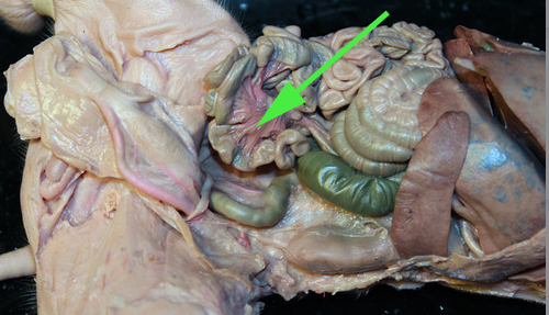 <p><span>The pink vessels marked by the arrow are branches off the</span><br><span><strong>mesenteric </strong>artery.</span></p>