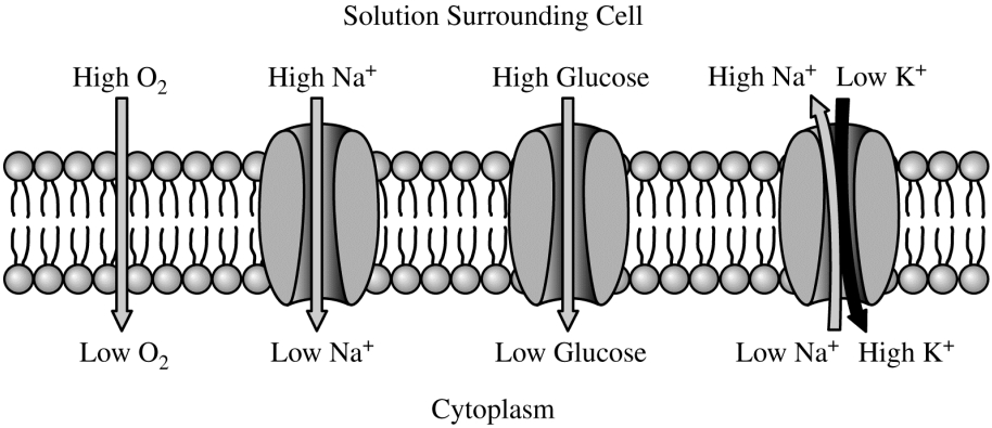 <p>The manner in which several different ions and molecules move through a cell membrane is shown in the diagram above. For each ion or molecule, the relative concentration on each side of the membrane is indicated. Which of the following accurately describes one of the movements taking place?</p>