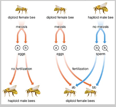 <p>often called a ‘virgin birth’ where an embryo can develop from a female gamete alone, without the need for a male gamete. Eggs that are produced via mitosis develop into a new organism. E.g. bees, wasps, ants, aphids, some fish, some lizards</p>