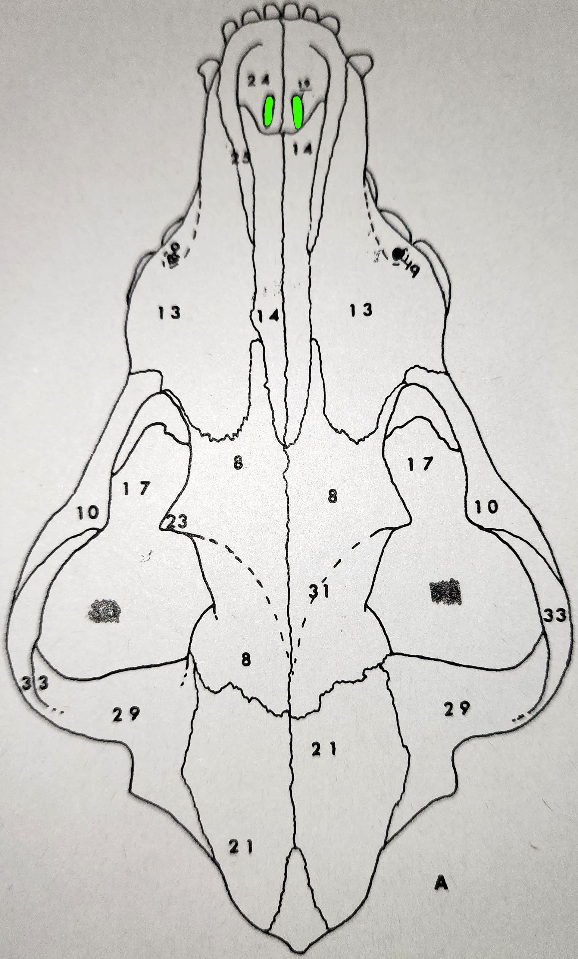 knowt flashcard image