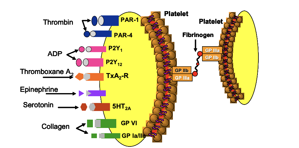 <ul><li><p><strong>Fibrinogen</strong> binds to <strong>Gp IIb/IIIa</strong> receptors on multiple platelets → cross-linking → aggregation</p></li><li><p>Creates initial hemostatic plug → trapped by fibrin</p></li><li><p>Amplification loop: each activated platelet activates more</p></li></ul><p></p>