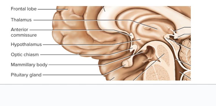 <p>-Diencephalon= top of brain stem</p><p>-Telencephalon= cerebrum</p>